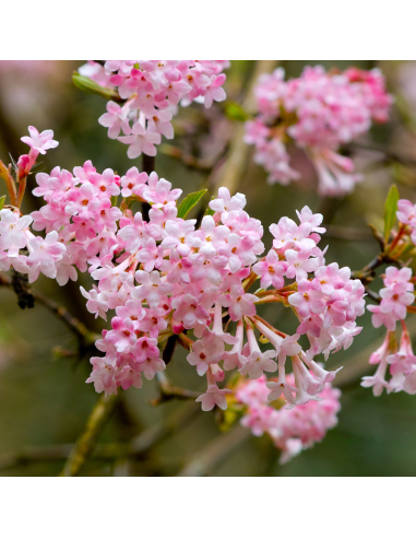 Viorne Farreri - Viburnum Farreri - Fragans