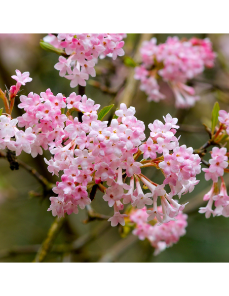 Viorne Farreri - Viburnum Farreri - Fragans