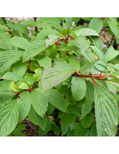 Viorne Farreri - Viburnum Farreri - Fragans