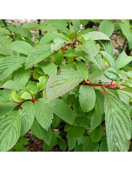 Viorne Farreri - Viburnum Farreri - Fragans