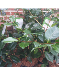 Camellia japonica Margaret Davis 2