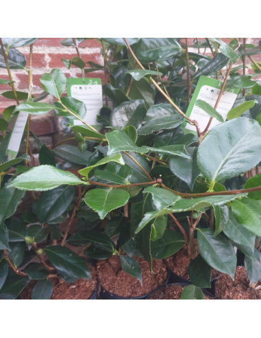 Camellia japonica Margaret Davis