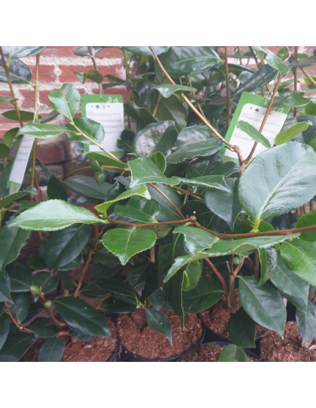 Camellia japonica Margaret Davis