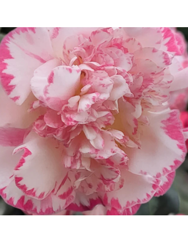 Camellia japonica Margaret Davis