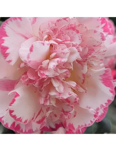 Camellia japonica Margaret Davis