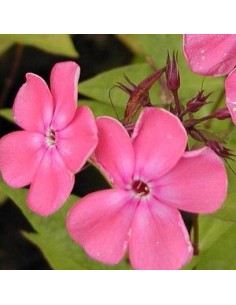Phlox paniculata "Rijnstroom"