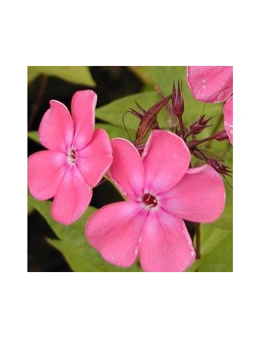 Phlox paniculata "Rijnstroom"