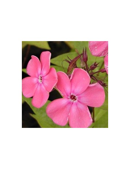 Phlox paniculata "Rijnstroom"