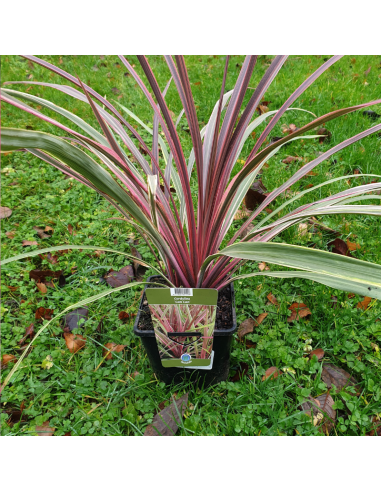 Cordyline Australis Can Can