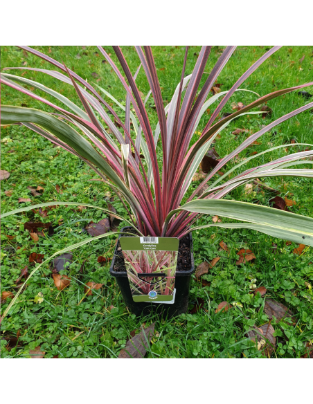 Cordyline Australis Can Can