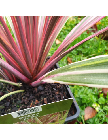 Cordyline Australis Can Can
