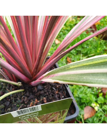Cordyline Australis Can Can