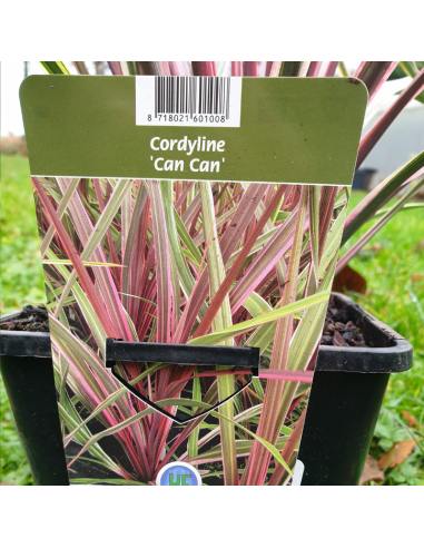 Cordyline Australis Can Can
