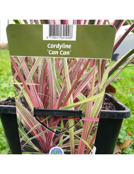 Cordyline Australis Can Can