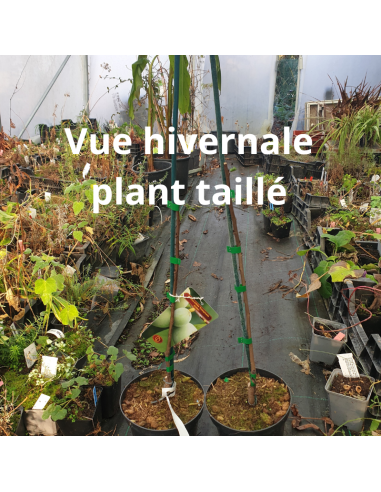 Asiminier Pennsylvania Golden - Asimina Triloba