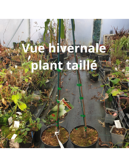 Asiminier Pennsylvania Golden - Asimina Triloba