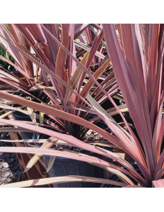Cordyline Australis Red Star