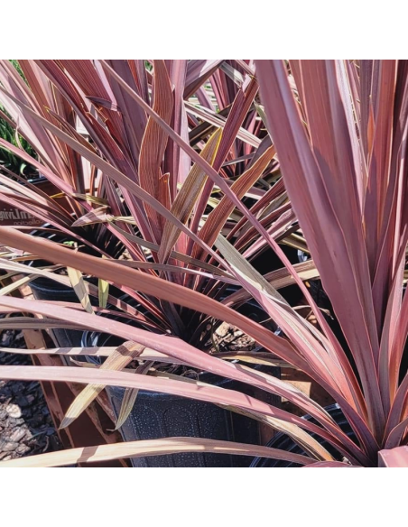 Cordyline Australis Red Star