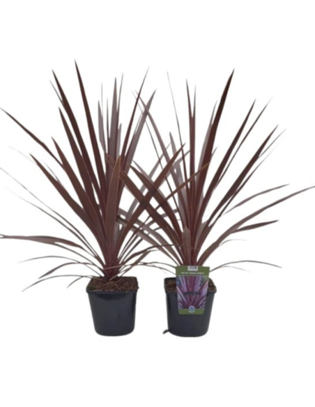 Cordyline Australis Red Star