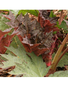 Rhubarbe décorative Tanguticum - Rheum Palmatum