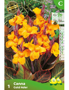 Canna Gold Ader - Balisier