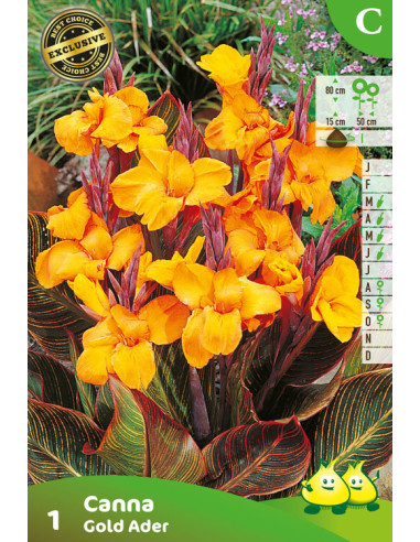 Canna Gold Ader - Balisier