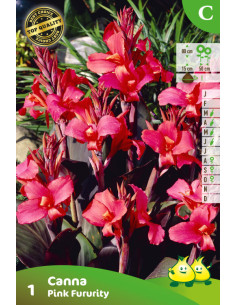 Canna Fururity - Balisier