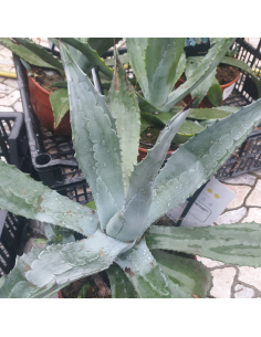 Agave d'Amérique - Agave Americana 2