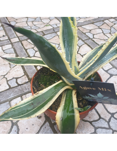 Agave d'Amérique - Agave Americana Variegata