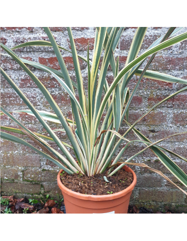 Lin de Nouvelle Zélande Panaché - Phormium...