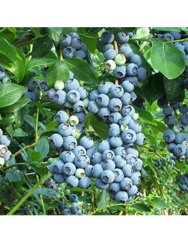 Myrtillier Blue Crop - Vaccinium corymbosum