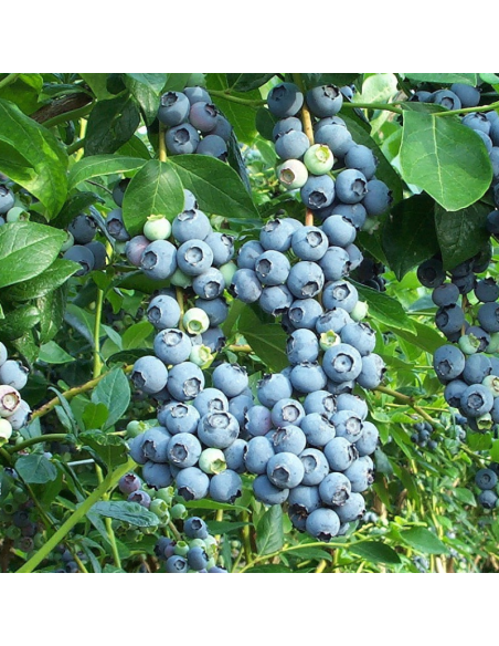 Myrtillier Blue Crop - Vaccinium corymbosum