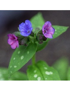 Pulmonaire "Mrs Moon"