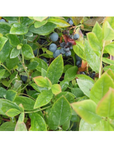 Myrtillier Blue Crop - Vaccinium corymbosum 2