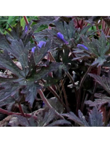 Géranium des près Midnight Reiter - Géranium...