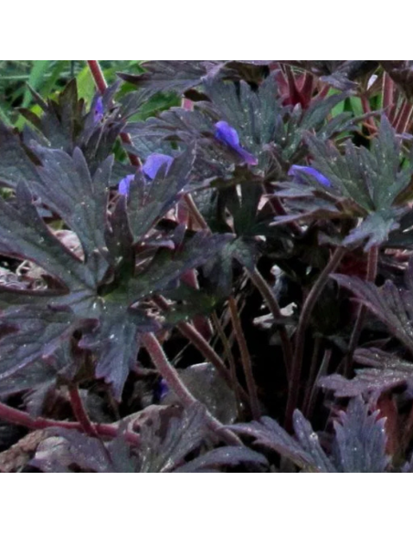 Géranium des près Midnight Reiter - Géranium Pratense