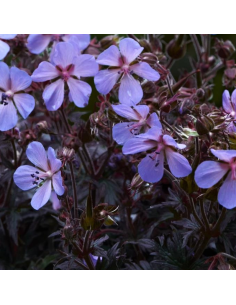 Géranium des près Midnight Reiter - Géranium Pratense