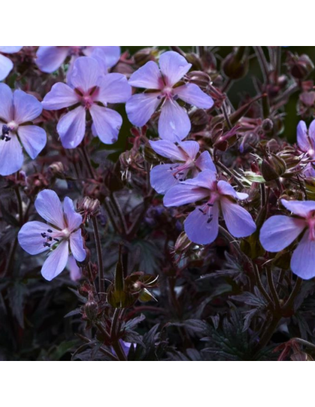 Géranium des près Midnight Reiter - Géranium Pratense