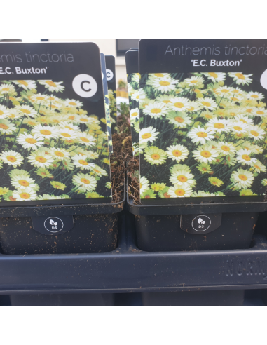 Camomille des teinturiers E.C. Buxton -...