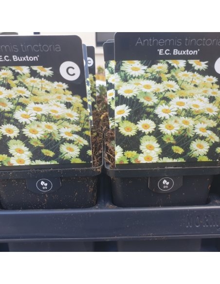 Camomille des teinturiers E.C. Buxton - Anthemis Hybrida