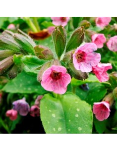 Pulmonaire "Dora Bielefeld"