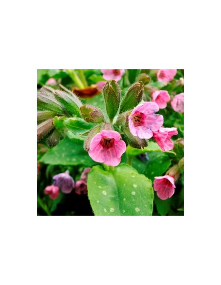 Pulmonaire "Dora Bielefeld"