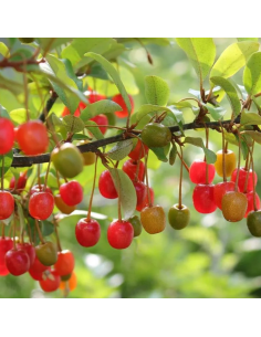 Chalef en ombelles Pointilla Amoroso - Eleagnus Umbellata 2