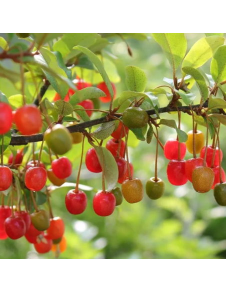 Chalef en ombelles Pointilla Amoroso