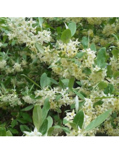 Chalef en ombelles Pointilla Amoroso 2