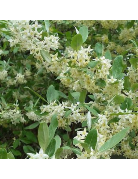 Chalef en ombelles Pointilla Amoroso