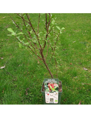 Chalef en ombelles Pointilla Amoroso - Eleagnus...