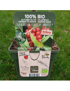 Chalef en ombelles Pointilla Amoroso - Eleagnus Umbellata