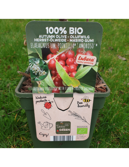 Chalef en ombelles Pointilla Amoroso - Eleagnus Umbellata