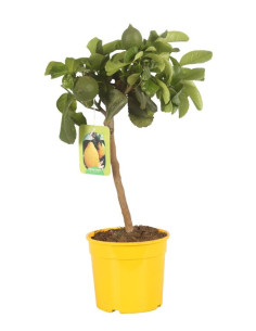 Citronnier 4 saisons - Citrus